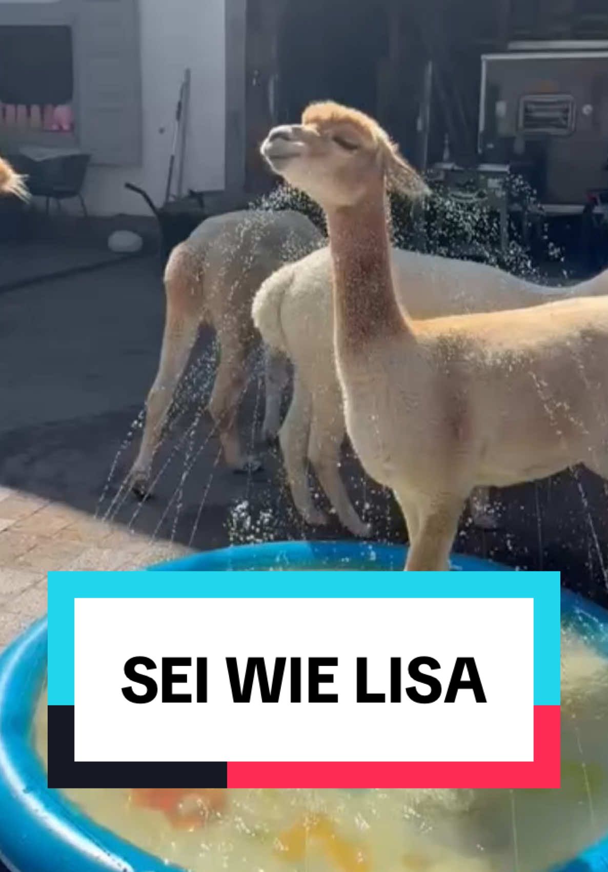 Lisa = bestes Leben #lisa #alpaka #fyp #tiervideos #lachen 