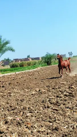 #فخامة #الطاوس #شخصيا 
