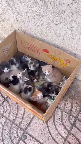 #cats #cat #القط #feyepege #f 