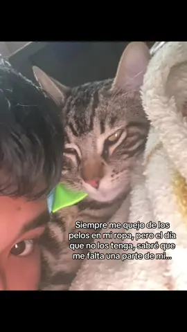 Tom🐈‍⬛#fyp #tiktok #contenido #miparati 