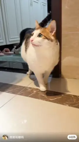 uncle bao doesnt recognize his mother after her vacation #uncle #bao #cute #cat #fyp #fypdong 