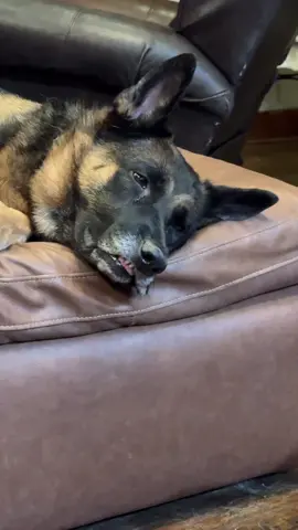 My dog’s day was so bad, she melted. 🫠 #dogfamily #germanshepherd #dogslife #funnydogs #sillydog