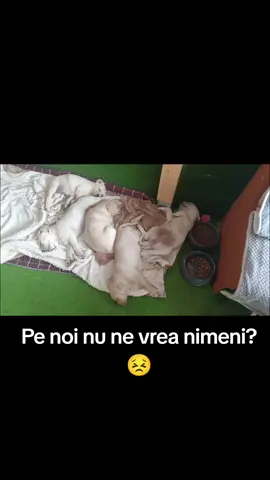 #caini #vanzari #adopt #labrador #viral 