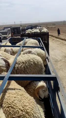 شعب ـصني ــ ماله حل شركة العلوش 🐑شركة مخالفي ـموال ـ مجاجي