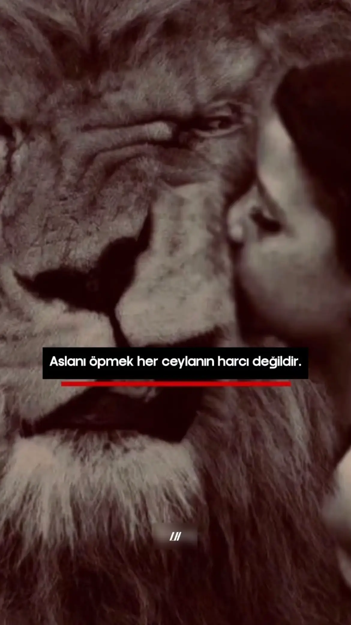 #aslan #akışta #ceylan 