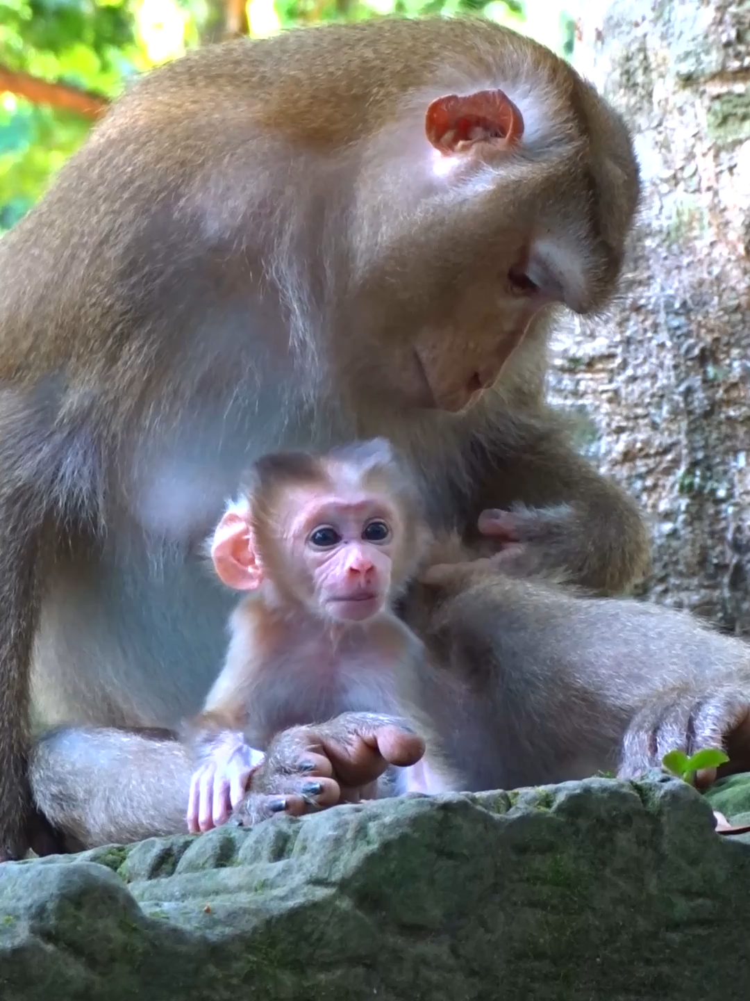 #051 #animal #animallover #animalsurvival #animals #animalsworld#monkey #monkeys #monkeybaby