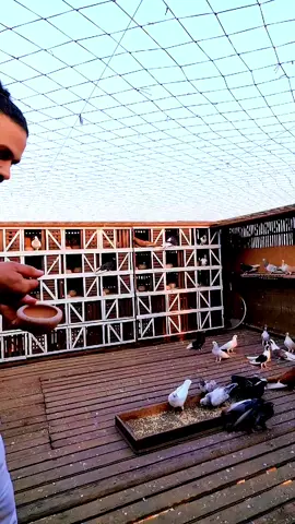 الحمام انواع الحمام كوكب الحمام #المزرعة_الدولية_كريم_نزيه #حمام_الزينة #الزاجل_عشق_لاينتهي❤️🕊️؛ #طيور_الزينة #طيور 