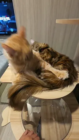 #mypet #สัตว์เลี้ยงtiktok #maincoon #cat #funny 