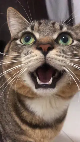 cat attraction sound meowwwwo meowing meowwwwo loudly. #catsounds #meowing 