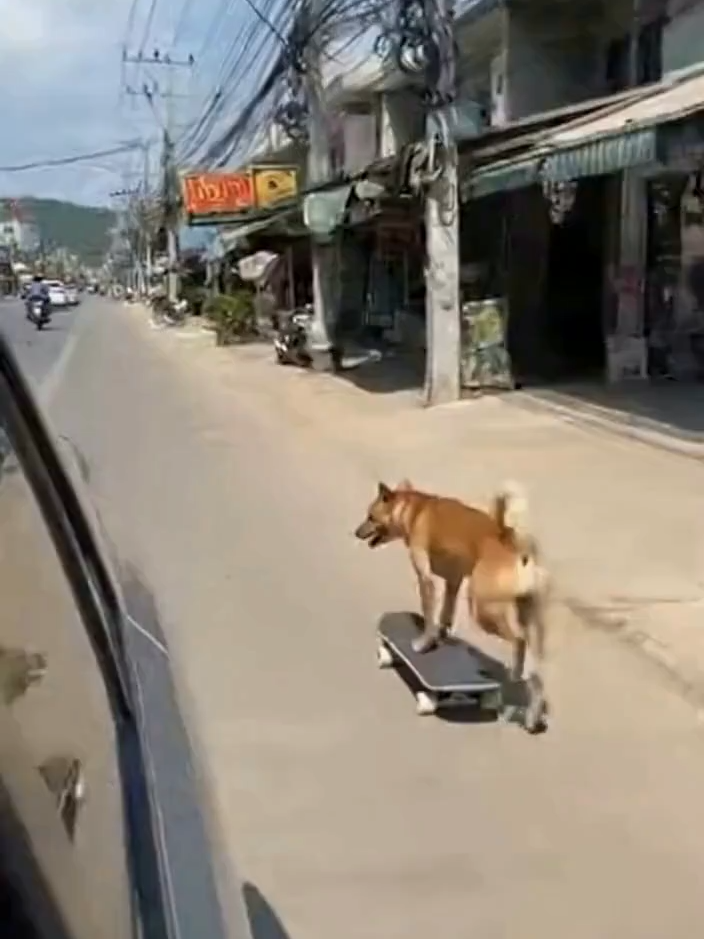 เล่นเก่งกว่าฉันไปอี๊กกกกกกก... 555 #fypシ゚viral #ai #Vlog #cutedog