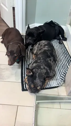 Erika Beyoncé Andrews - of The Haus of Andrews, Gucci Bear Daddy, Bianka Dior and Pepè la Pew! 🐶🐶🐶🐶 - Thriving ! #dachshund #frenchbulldog #fyp #dog #puppy @Taylor Swift @Eva Longoria @Selena Gomez @kathypavelka1215 @Alex Aguilar 