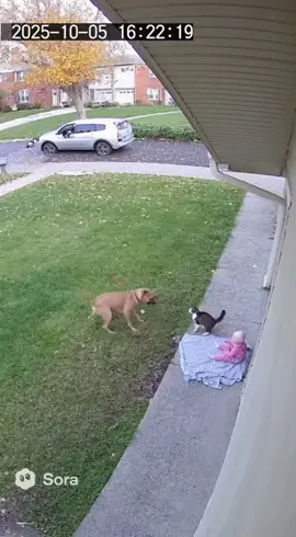 #fyp #viral #cat #animals #catsoftiktok cat saved my baby! 