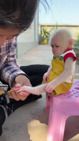 #monkey #Duke  #baby #monkey 