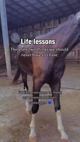 Animal lovers can understand and kindly help us donate anything even if 5$ so  that we continue on this journey🙏 #fyp #100kviews #usa🇺🇸 #mexico #tylorswift @kindhearthorserescuehub 