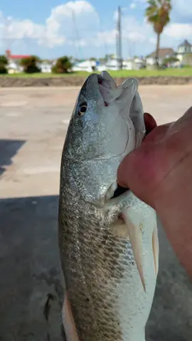 Better than catfish #fyp #catchcleancook #beardedfisherman #fishing #fish 