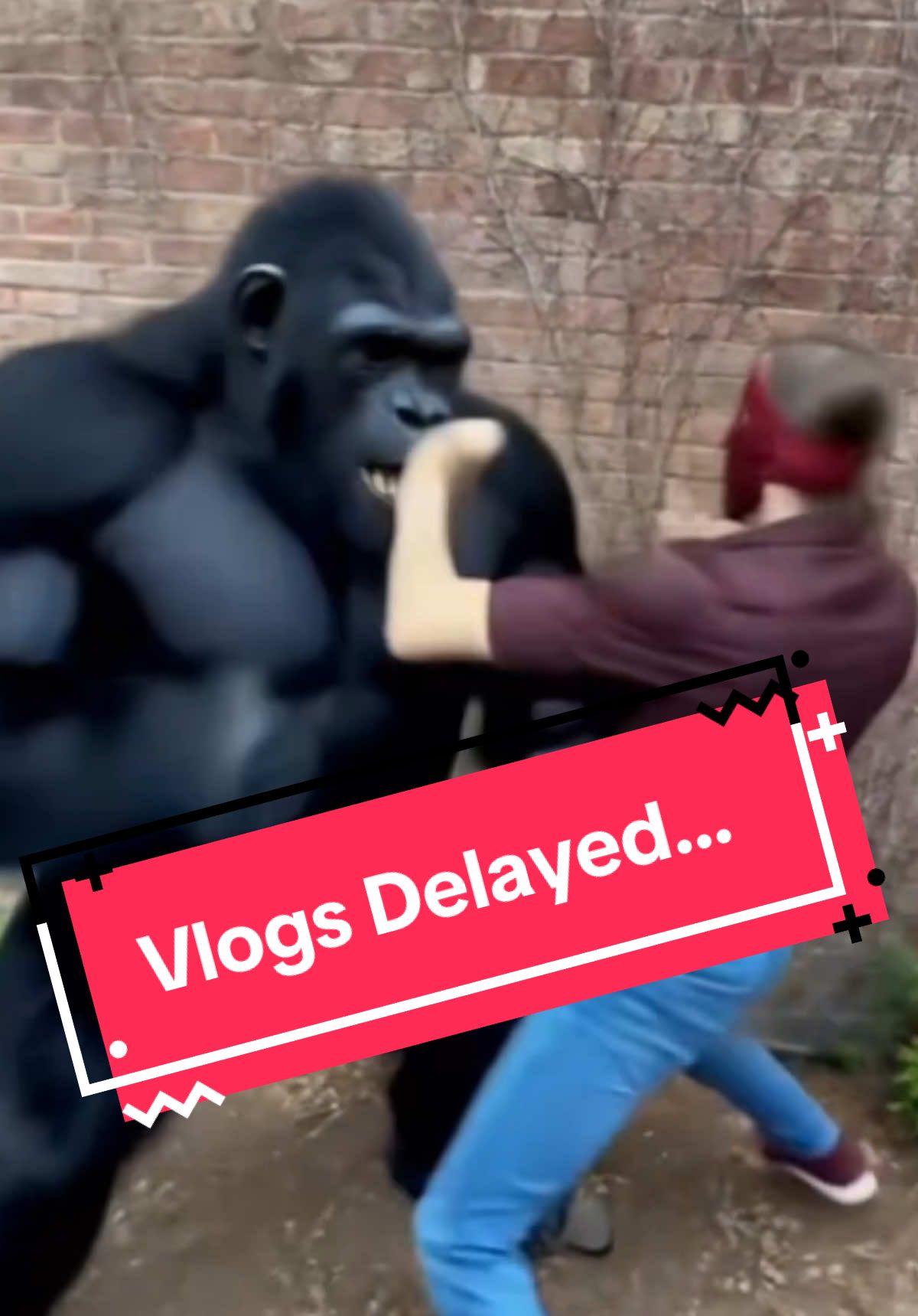 Little delay on the vlogs due to creative differences...🦍 #gorilla #alinfluencer #roadmangorilla #fyp #gorillavlog