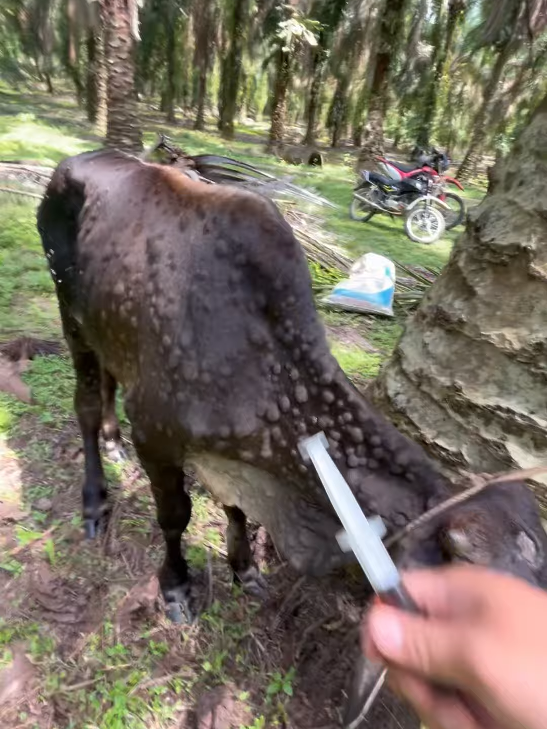 #cowsoftiktok #cowboys #cows #cow