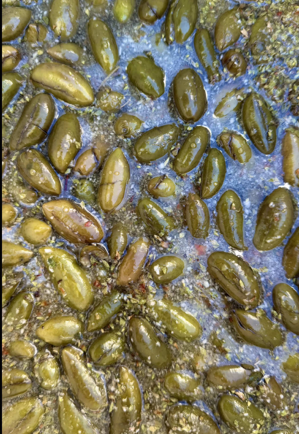 LAS ACEITUNAS ALIÑÁS 🫒 DE MI PADRE 💕 El año pasado la receta de las Aceitunas Aliñás 🫒 de mi padre triunfó 🎊 y sieeeempre que grabo algo con él me pedís que salga mas en los vídeos. Así que, como ya hace un año del aliño de aceitunas y vais a tardar mucho en encontrarlo… aquí lo tenéis en versión renovada y con una receta todavía más rica 😜 Ya sabéis que cada cual puede añadirle todo lo que quiera a su gusto, pero para mí como la receta de mi padre, siento deciros que ninguna 🥰 💭INGREDIENTES: 🫒 8 kg de aceitunas  🧄 3 cabezas de ajo 🫑 2 pimientos verdes  🌶️ 2 pimientos rojos 🍏 500ml de vinagre  🍃 3 cucharadas de orégano 🫙 Para la salmuera: 💧 4 litros de agua 🧂 12/14 cucharadas de sal gorda (hasta que el huevo 🥚 flote en el agua) #aceitunas #aceitunasaliñadas #comoaliñaraceitunas #recetasfaciles #parati 