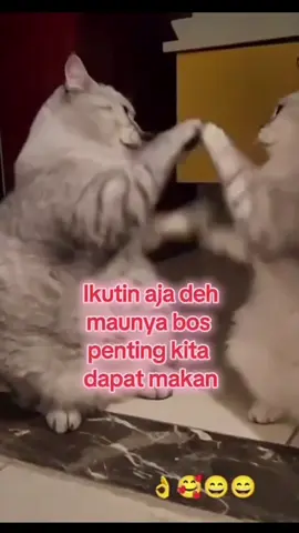 #tiktokviral #pecintakucing 