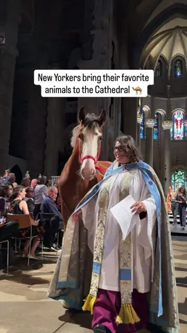 From camels to cats, snakes to dogs, every creature found a blessing today at St. John the Divine 🕊️🐫🐍 @St. John the Divine ❤️  It’s the cathedral’s annual Blessing of the Animals, a New York tradition where wildlife and pets come together under one roof. Only in New York ❤️