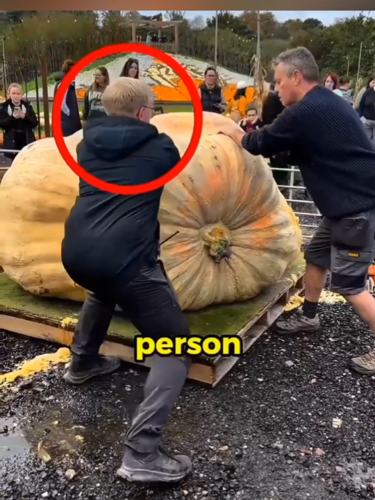 Pumpkin vs Chainsaw #shorts #halloween #viralvideo #foryoupage #fyp 