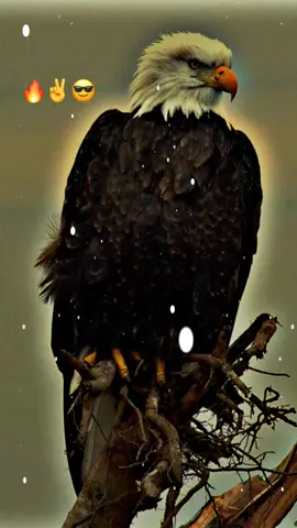 lince 🔥✌️#foryoupage #viralvideo #plezzsaport #viraltiktok #borhan_tv @king___writes 