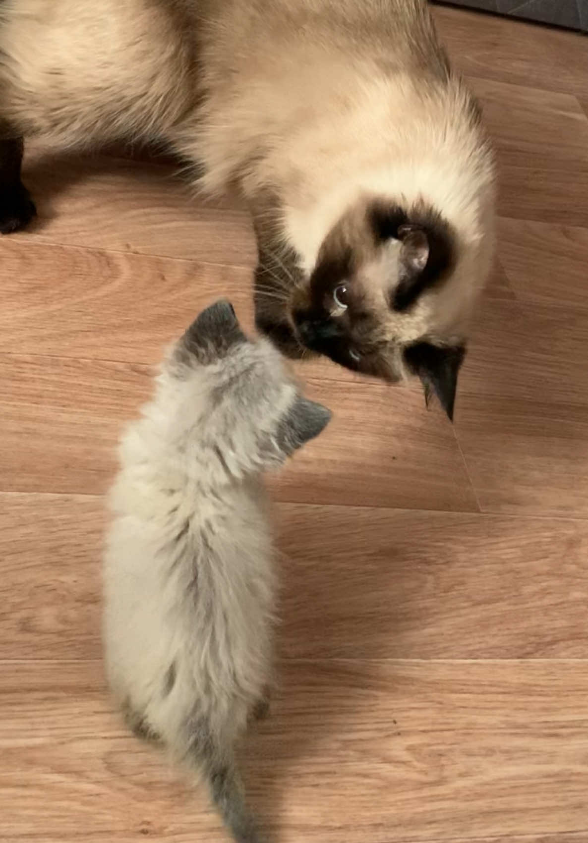 Уже 2 года вместе🤍🖤 #cat #котикиприколы #cutecat #Love #kitten #котики 