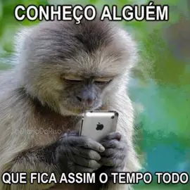 #humor #comédia #memes #funnymemes #pet 