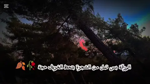 الورقة بس تمل من الشجرة بتحط الخريف حجة 🥀🍂# ا#ارمناز #تصويري_احترافي_الاجواء👌🏻🕊😴 #تصيمم_فيديوهات🎶🎤🎬 #لايك__explore___ #🙂🤎🫶🏻🐆 