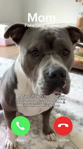 Would you believe this cutie? 😄😄 #americanbully #dog #doglove #funnydog#dogparents #dogcontent #doglovers #funnydogs #dogowner #dogs #doghumor Dog life, dog humor, dogs, funny dogs, cute dogs