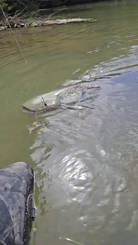 di kira kayu yang nyangkut  ke kail ternyata ikan gede  paman ngeri 