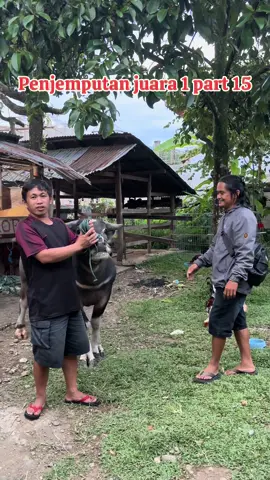 Langsung diuangkan oleh pemenang. #adattoraja #torajatiktok #rantepao_toraja_utara #torajautara #kerbauviral🐃 