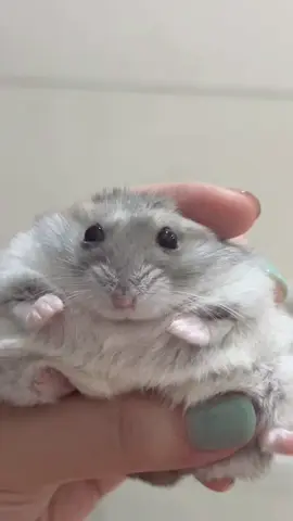 🌊🌊🌊🌅🐬#oceaneyeschallenge #hamstersoftiktok #fyp #hamster #ハムスター 