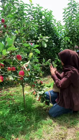 Kebun apel🍎#fyppppppppppppppppppppppp #metikapel #despotlinge #acehtengah 