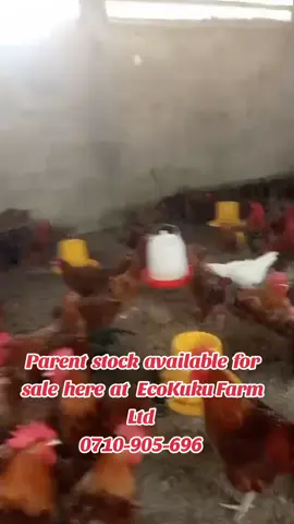 #farmer #eggs #ecokuku #chicken #incubator  CONTACT US ON 0710-905-696 FOR BOOKING.