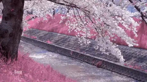 Kamisama Hajimemashita (Hanae) 🌸🎐 #日本 #歌 #Hanae #神様 #はじめました #Japan 