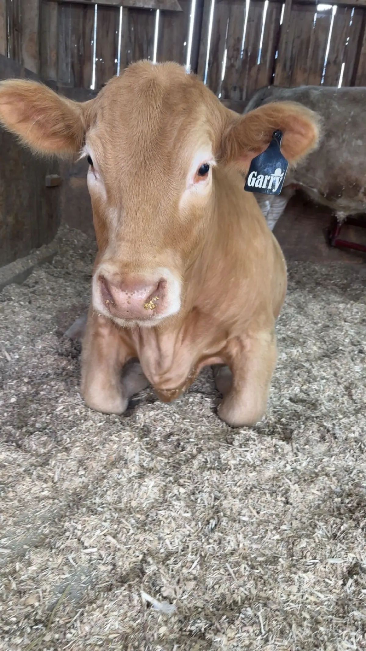 Obviously had to use the sound when I heard it #perfect #garry #cattle #fyp #Love 