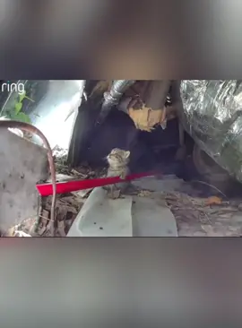 How to get a kitten for $0#catsoftiktok #cutecat #catlover #foryou #fyp 