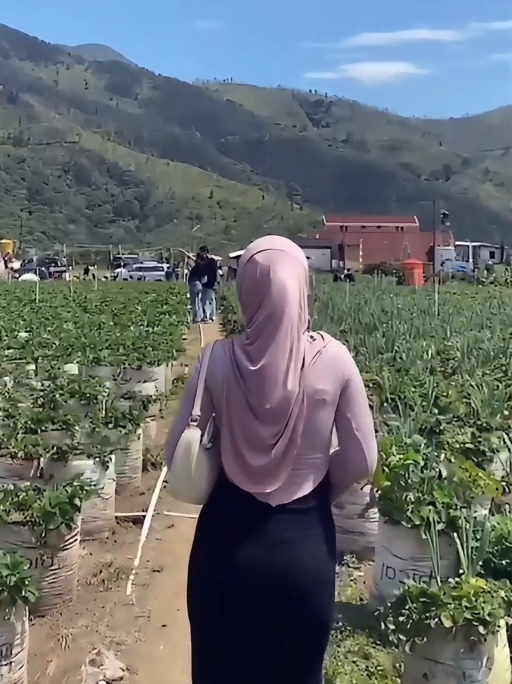 #kebunstrawbery #tawangmangu #strawberry #mongkrang #petikstrawberry 