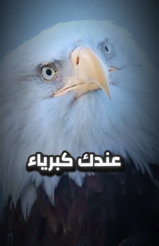 تذكّر أن التواضع يرفعك أكثر مما يرفعك الغرور…؟ #اقتباسات_عبارات_خواطر #اقتباسات #كلمات_من_ذهب #تحفيزات_إيجابية #اكسبلور 