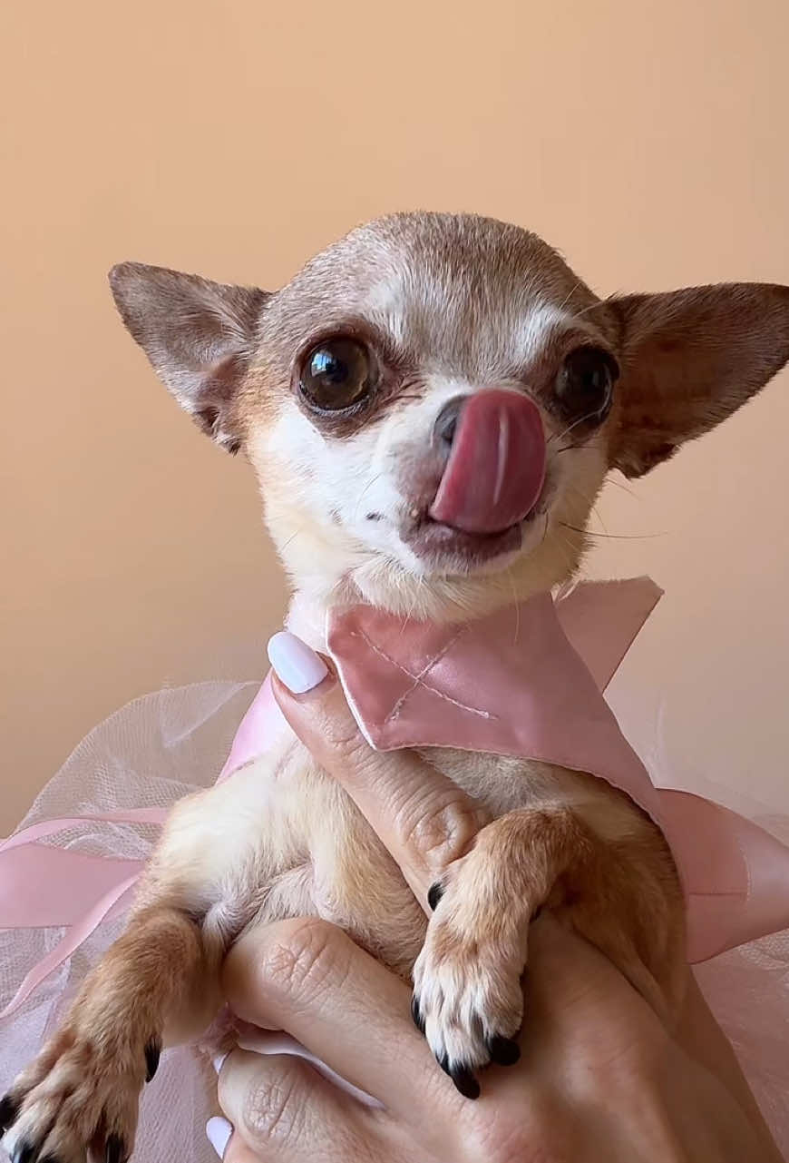 Call me Labubu of Versailles. 🪞✨ - Coco #labubu #chihuahua #dogsoftiktok 