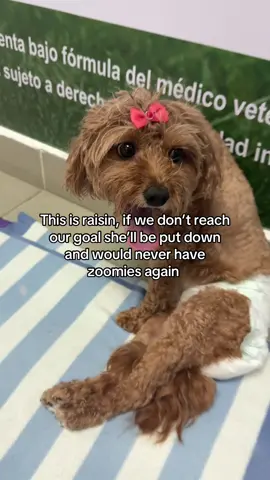 Anything helps, GOFUNDME link in bio #dogsurgery #gofundme #dogspineinjury #dogsoftiktok #dogdonation 