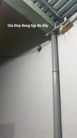 Huy đừng đu vào nhà mình nhé#chuộtcon 