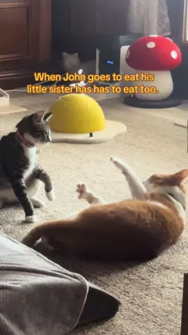 Replying to @Jason DeLeon Cats Dang, I should know better and now I added the same word. I’m done. 😂😂 #badenglish #comma #cat #kitten #oops 