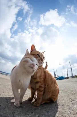 Their shadows lean gently toward each other #catsoftiktok #cat #fyp #viral #magichour 