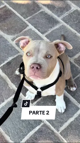 #Parte2 de Tano 🐶 Me escondieron en un baúl, pero no me van a callar 😂 #americanbully #Fyp #Parati #argentina  Gracias por todo el amor que le están dando al tanito. Atte su papá y mejor amigo 👊🏻