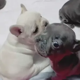 STOP FIGHTING GMAIL & WASHINGTON!! (follow for more daily pibble vids!! ❤️‍🩹) #smilingfriends #gmail#washington #pibblesoftiktok #fyp 