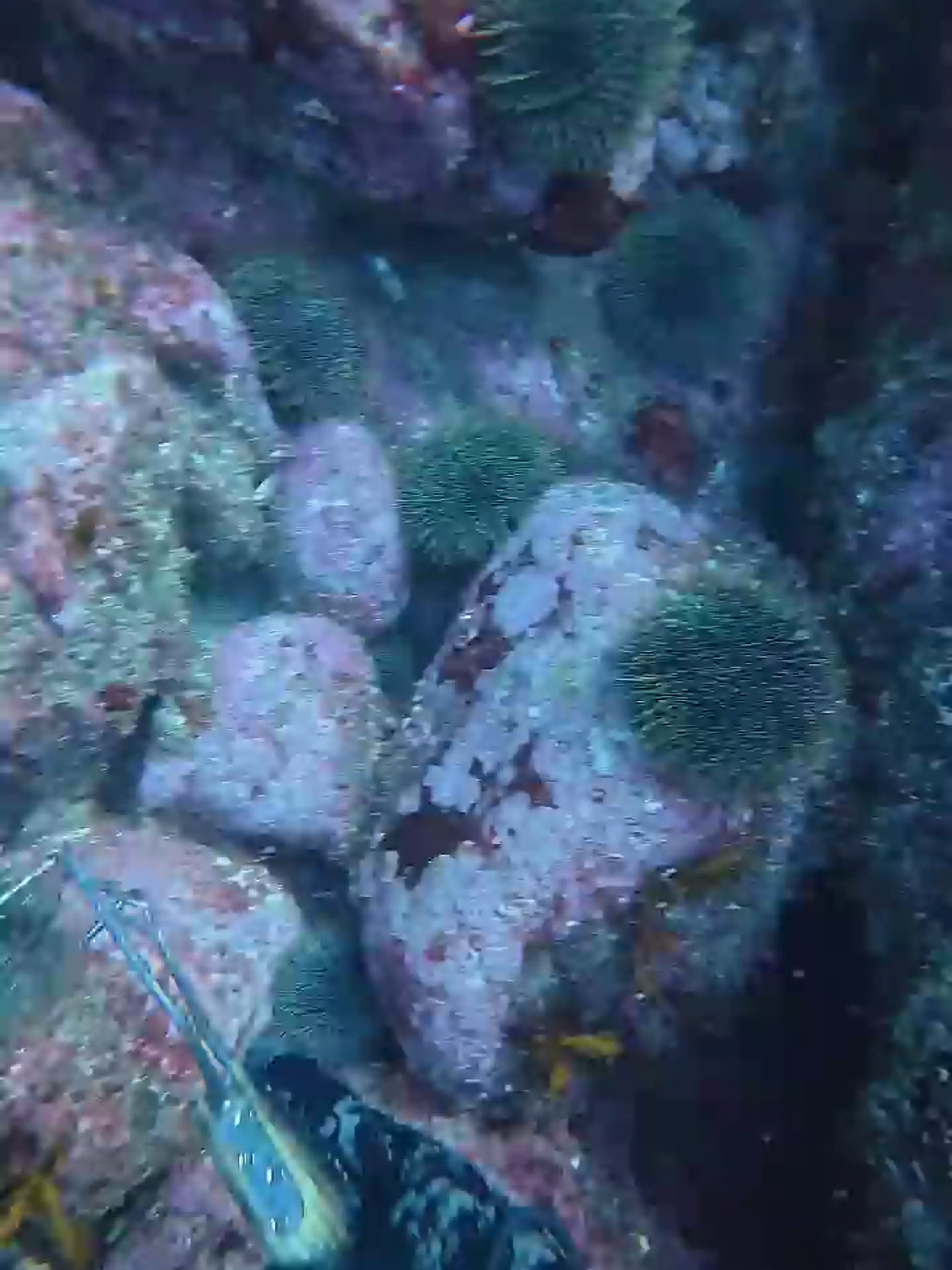 lunch is served! #asmr #pestcontrol #kina #lobster #freediving