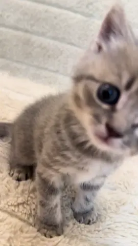 #funnycatsoftiktok😂😂😍cute #kitty #cats #kittens #fyp               
