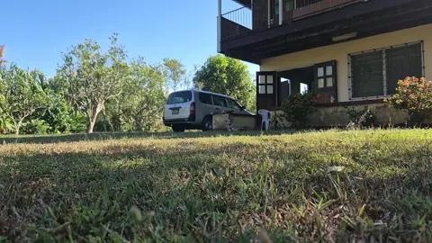 #puppy #suriname #sunny #slowmo #fyp   Alana at it again